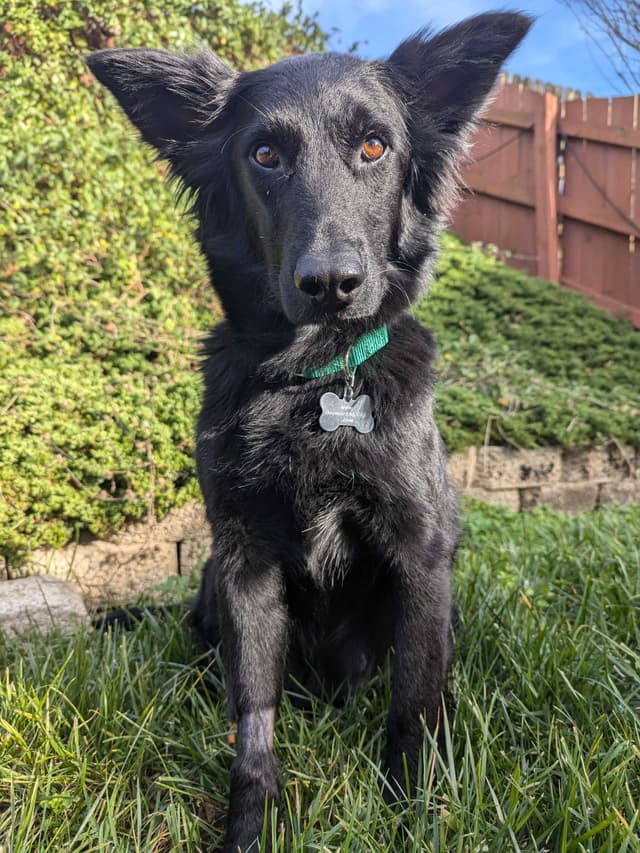 Zeva, a beautiful black dog with amber eyes, wearing a green collar